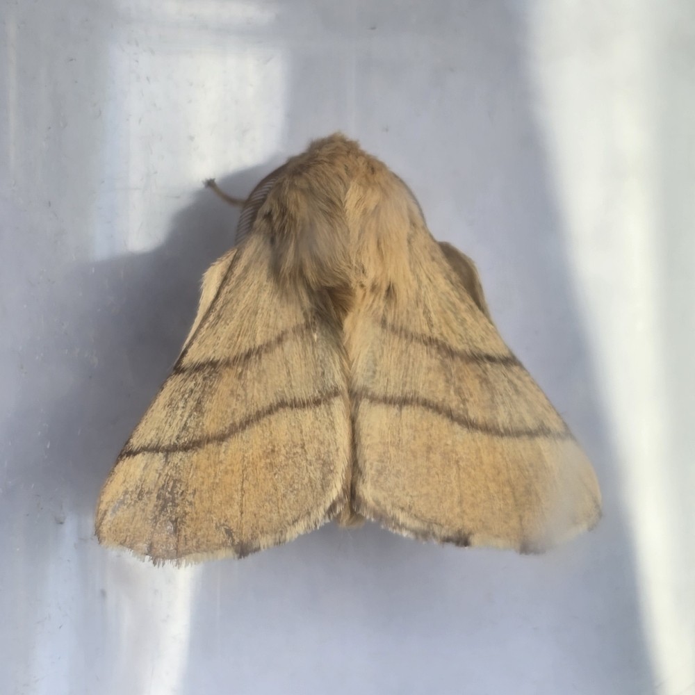 Photo of Lackey (Malacosoma neustria)